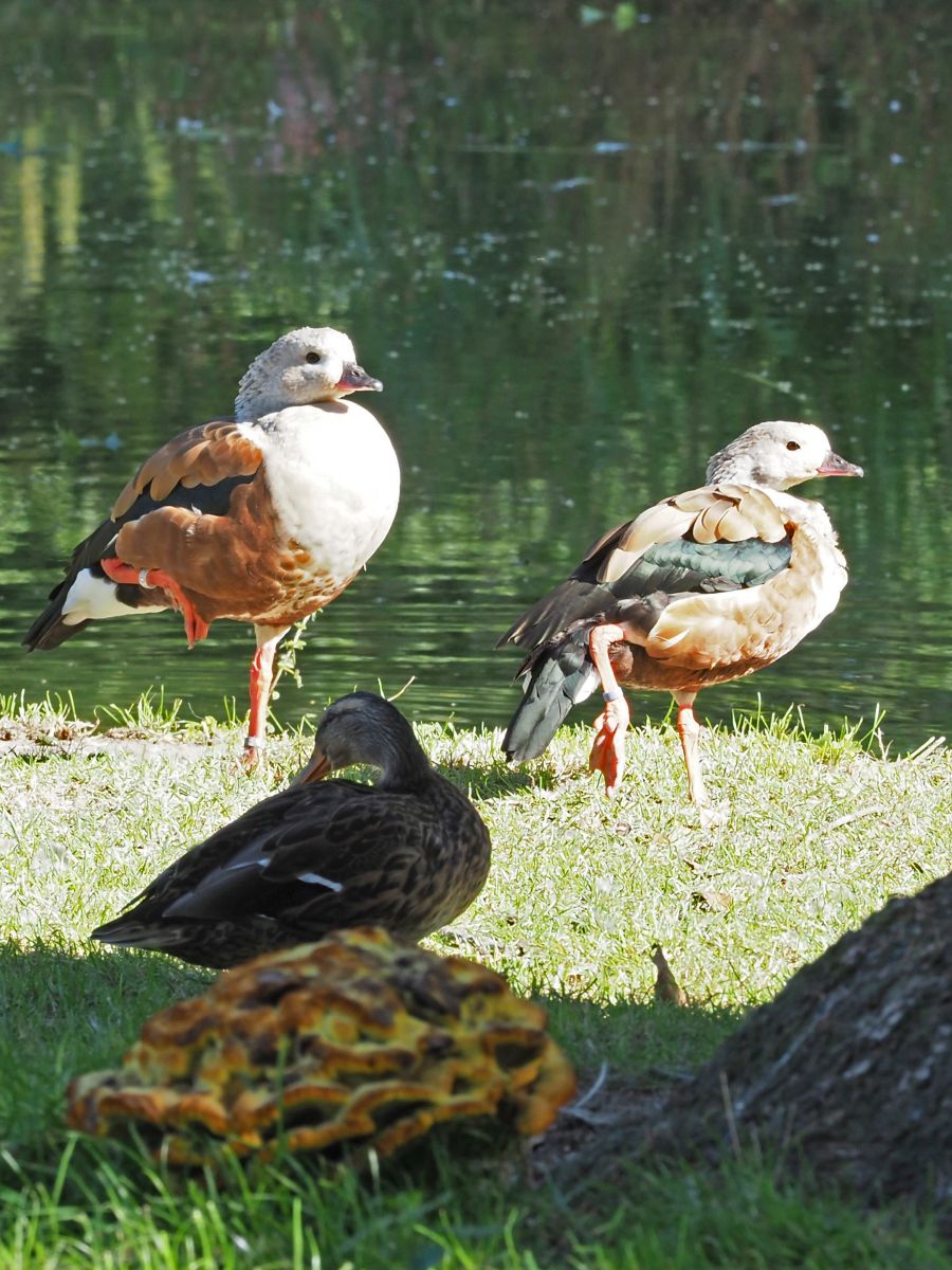 1740511684Bild 83 Orinocoganz Stockente.JPG